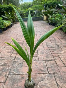 Malayan Coconut palm, 6" pot