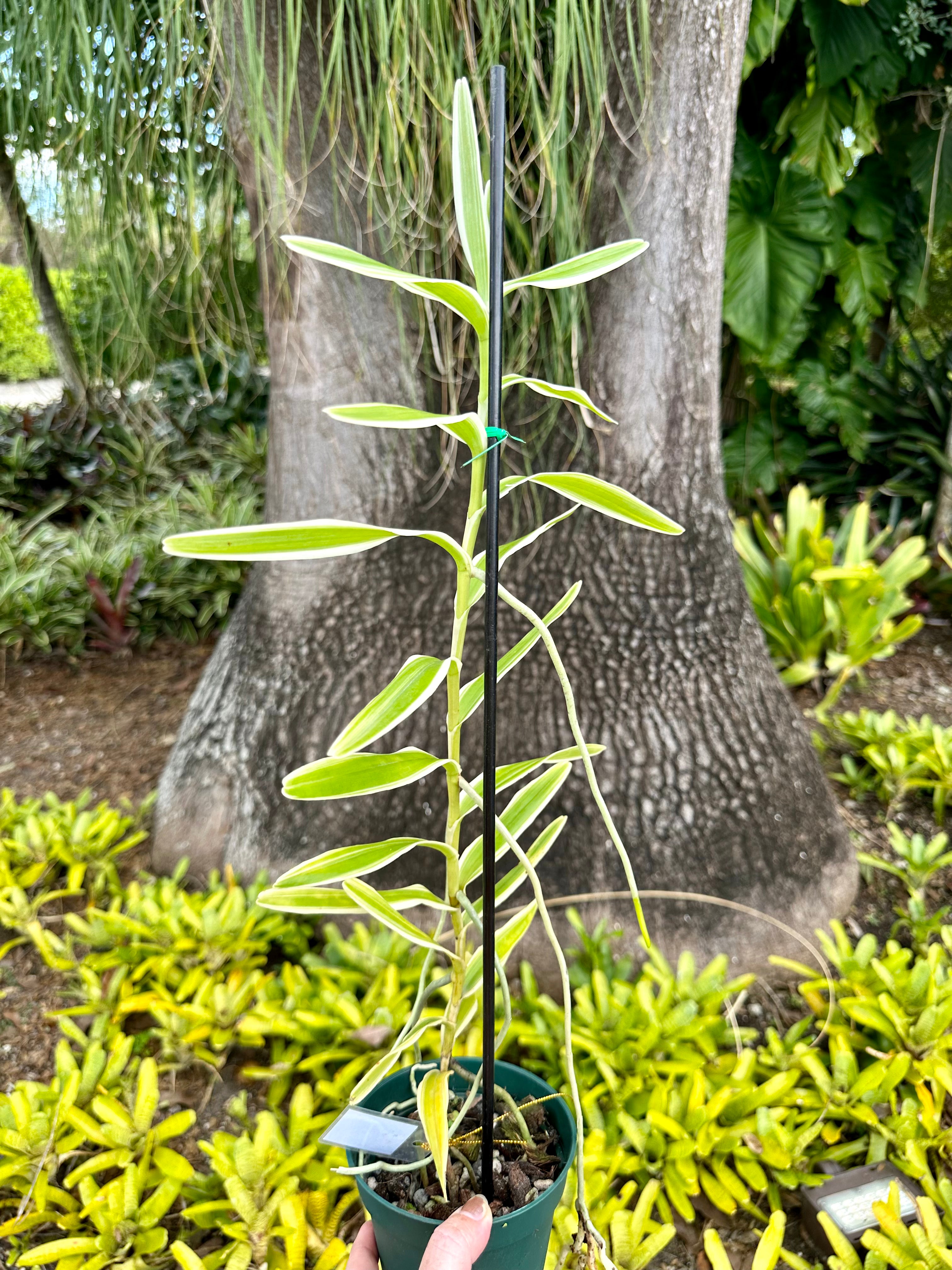 Arachnis Maggie Oei, 4” pot