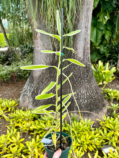 Arachnis Maggie Oei, 4” pot