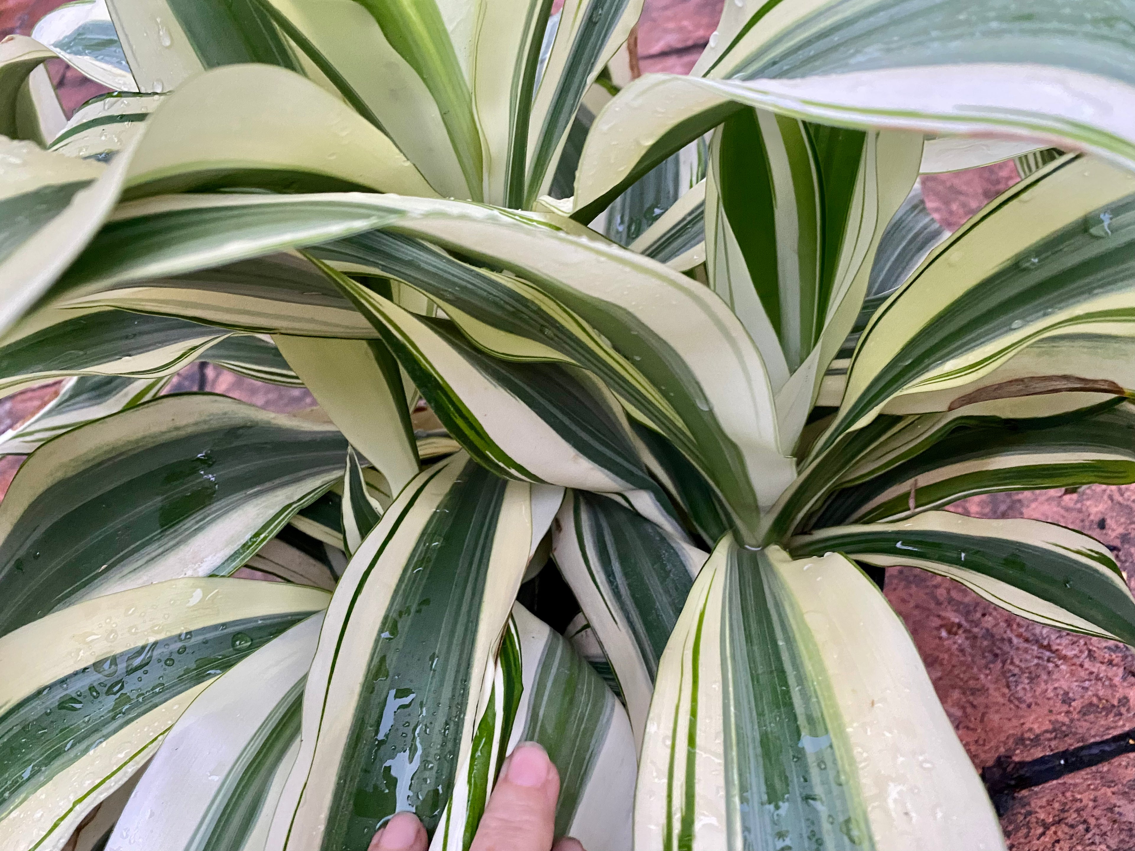 Dracaena White Aspen, 10” pot