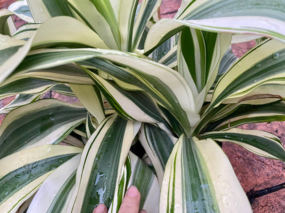 Dracaena White Aspen, 10” pot
