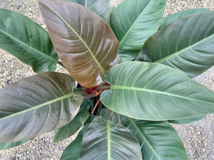 Philodendron Imperial Red, 10” pot