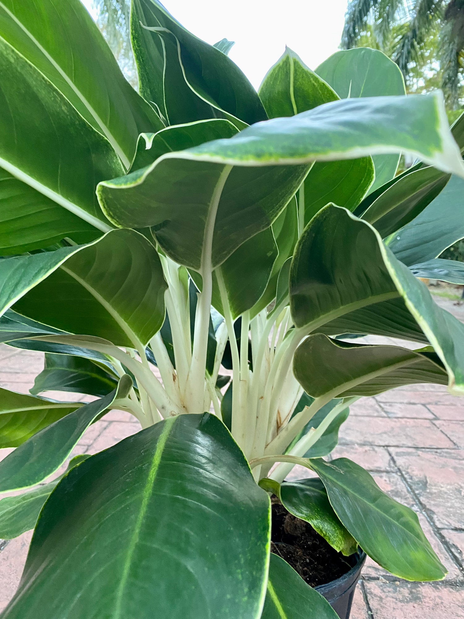 green and white aglaonema Aglaonema White Edge, 10" pot