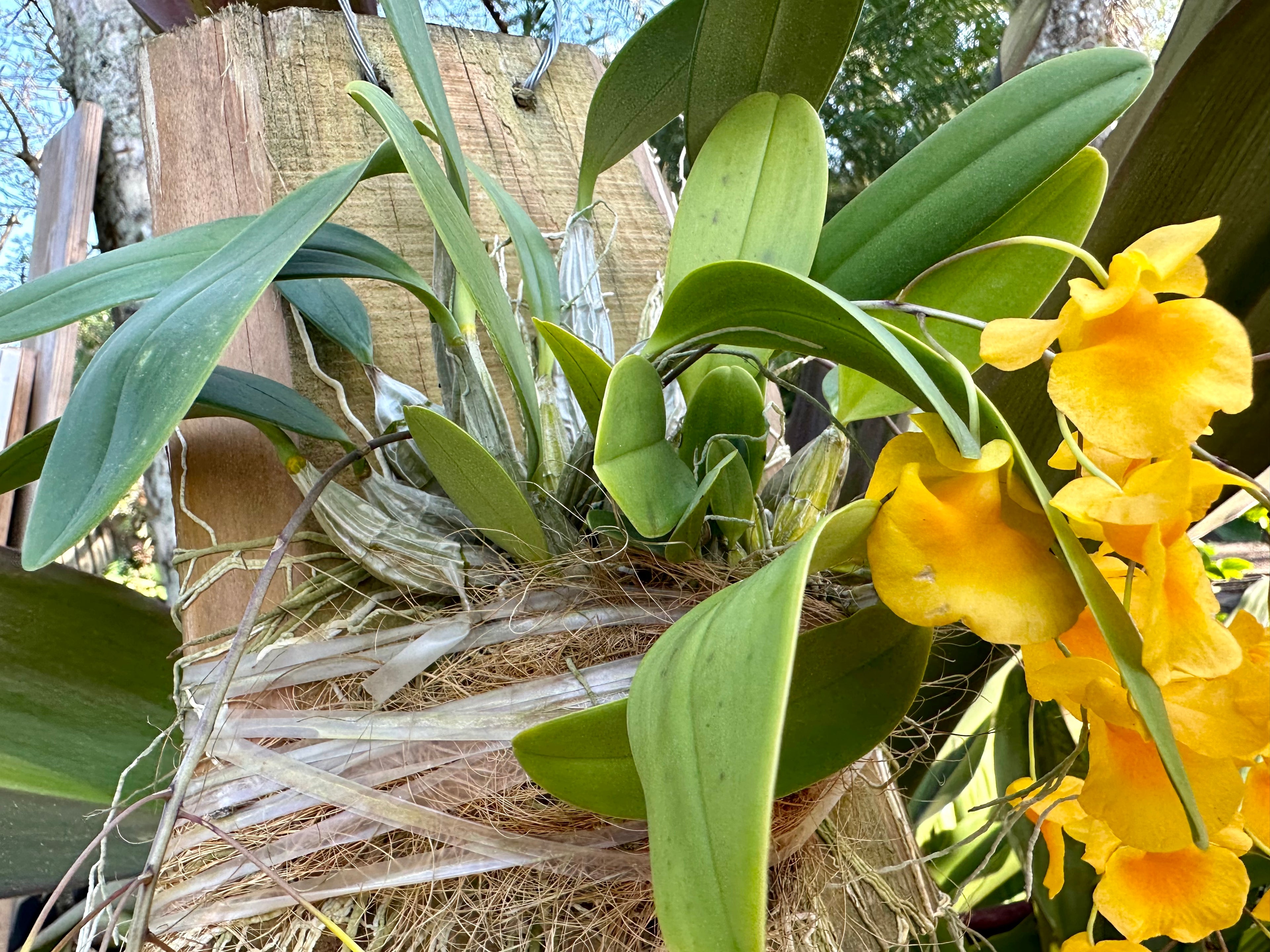 Dendrobium aggregatum on board
