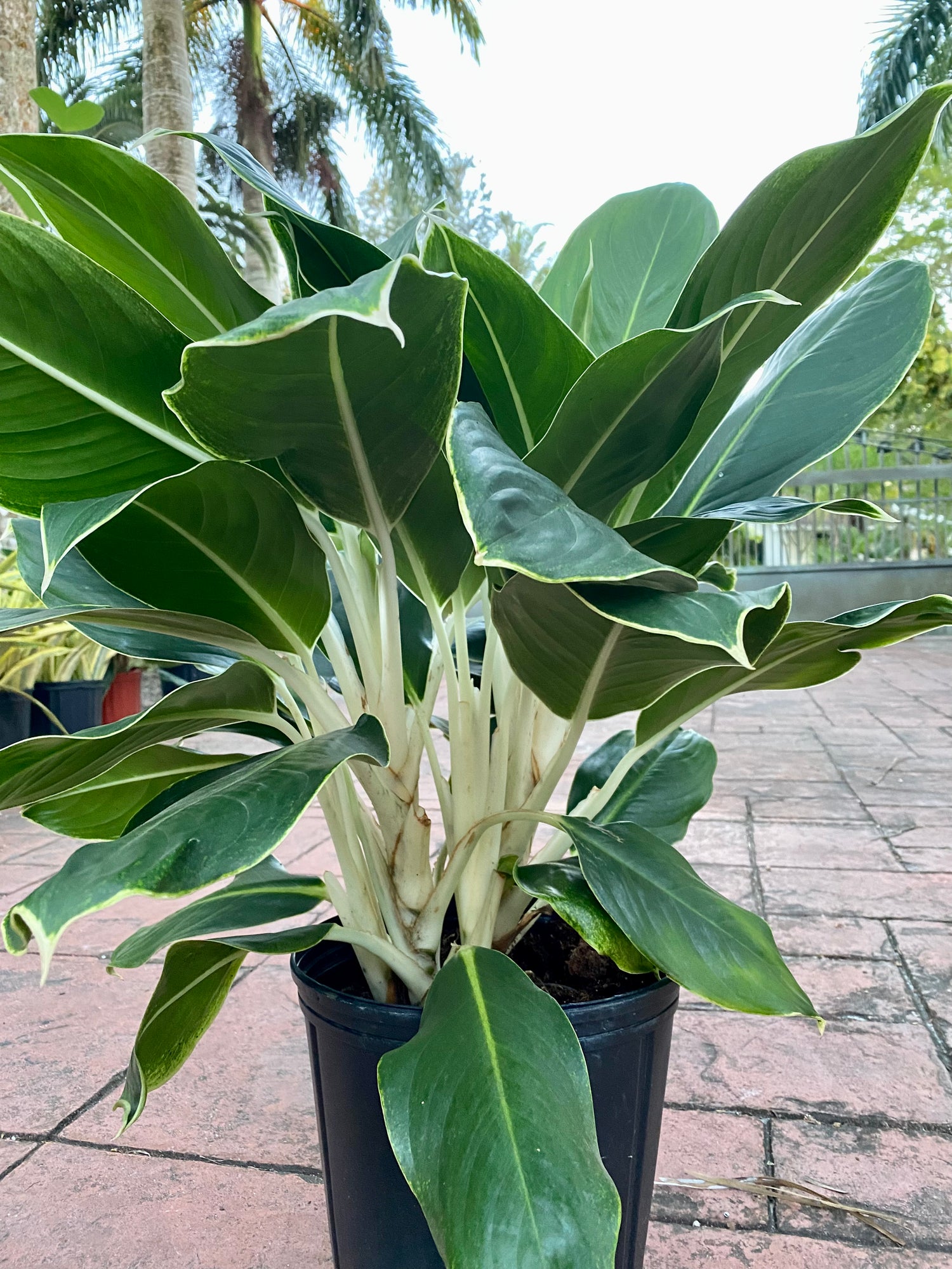 Aglaonema White Edge, 10&quot; pot