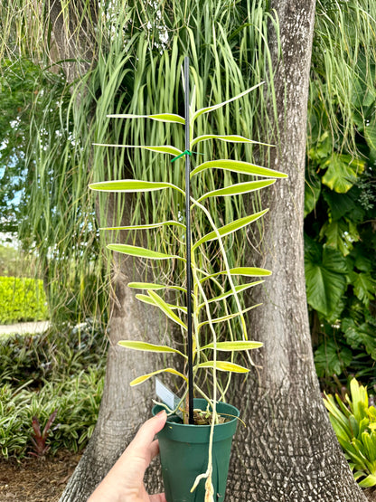 Arachnis Maggie Oei, 4” pot