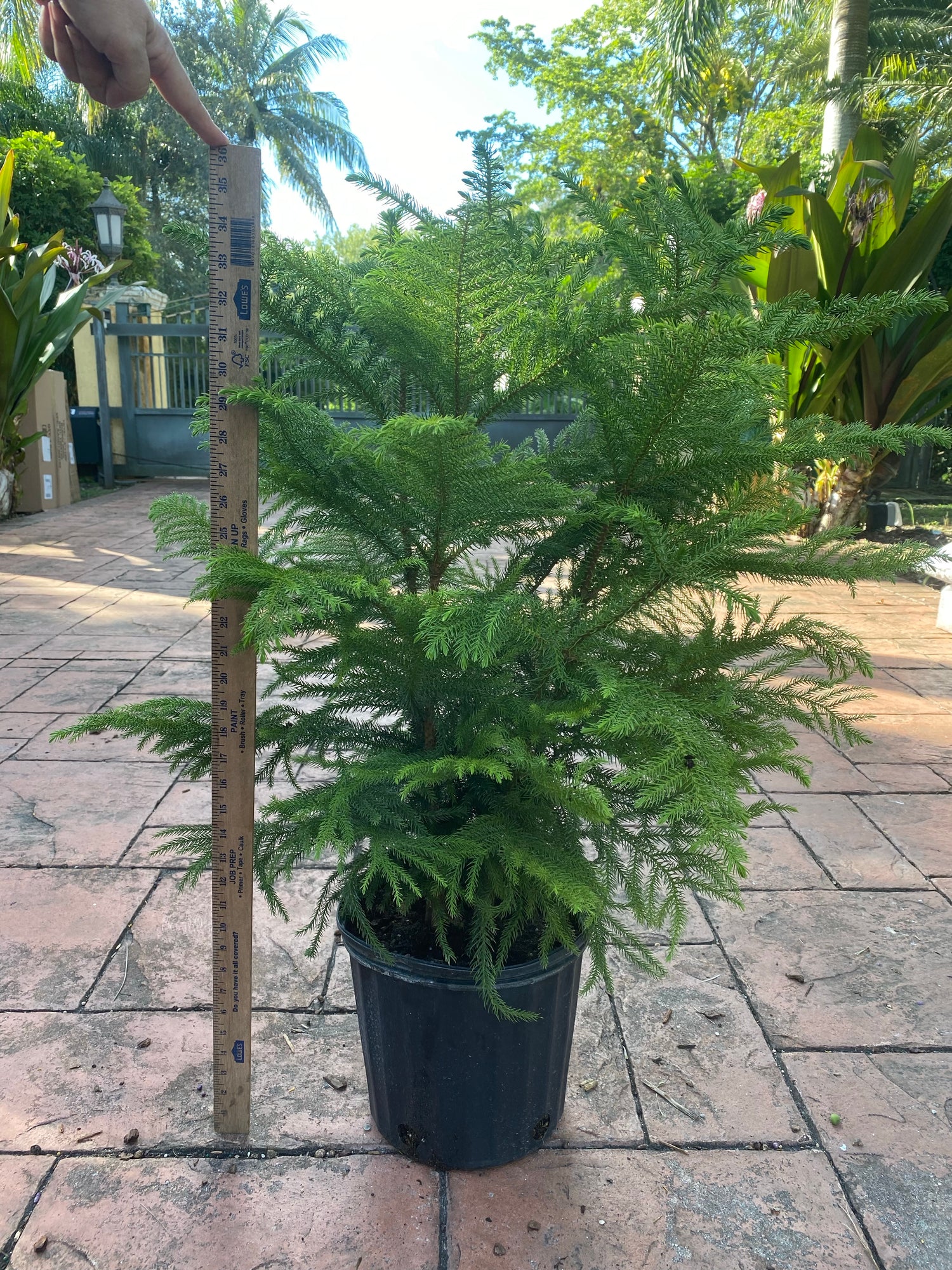 Norfolk Island pine, 10” pot