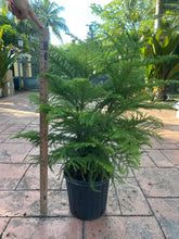 Load image into Gallery viewer, Norfolk Island pine, 10” pot