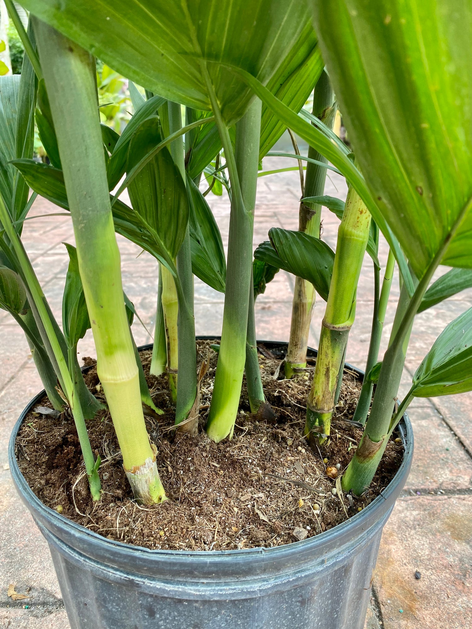 Bamboo palm, Chamaedorea seifrizii, 10” pot