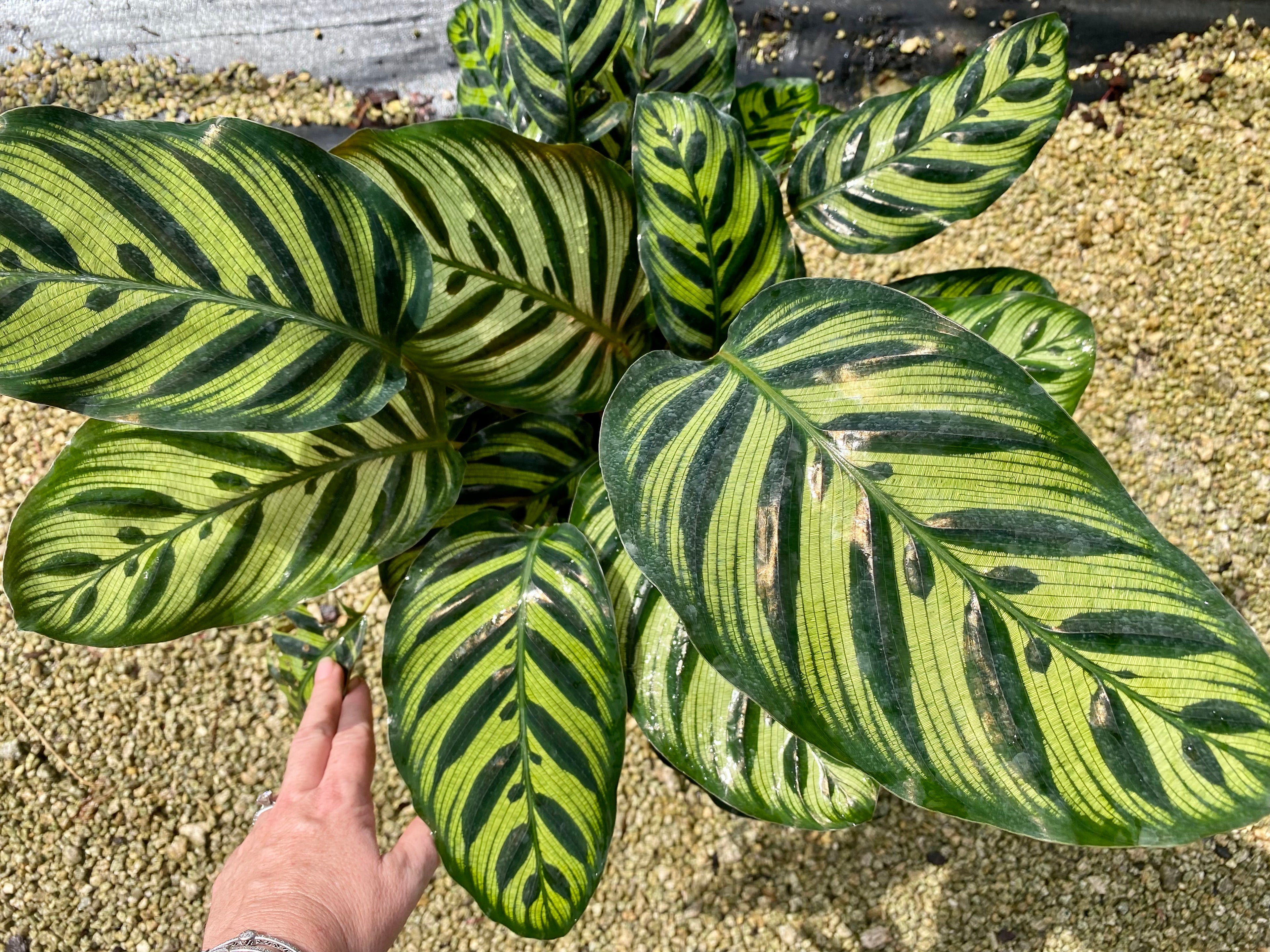 Calathea Makyoana, 8” pot