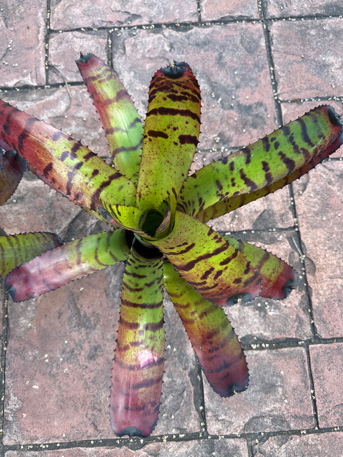 Neoregelia Tiger, 6” pot