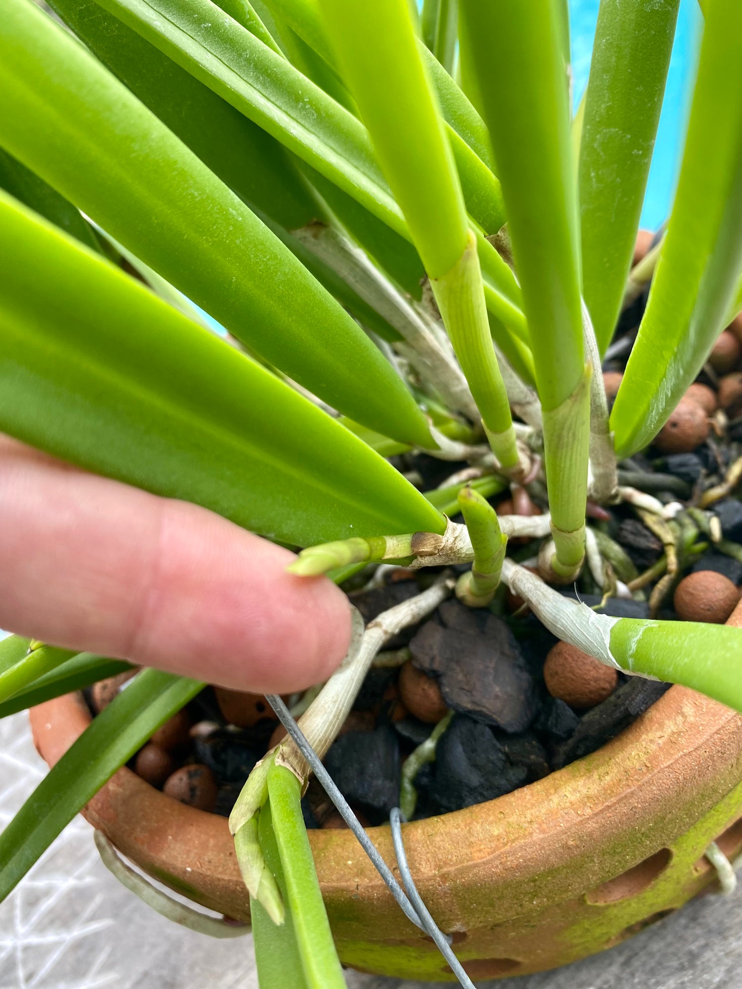 Brassavola nodosa in Thai orchid pot w/ hanger