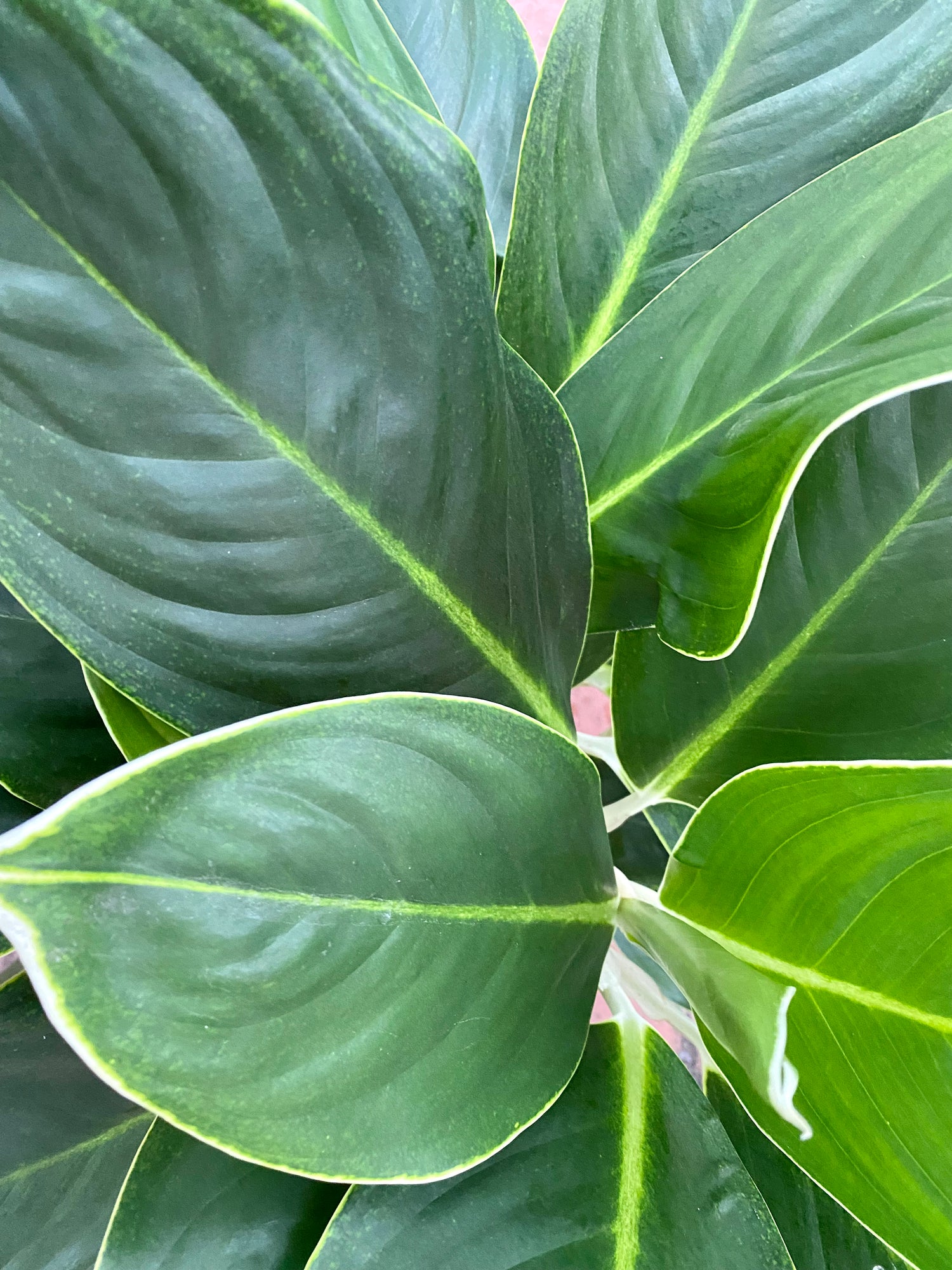 aglaonema white edge Aglaonema White Edge, 10" pot