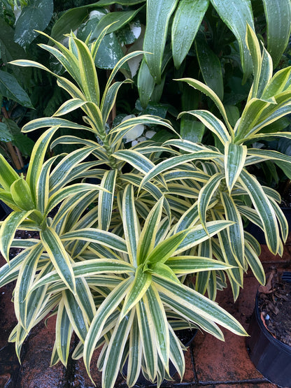 Dracaena Song of India, 8” pot
