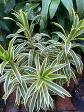 Load image into Gallery viewer, Dracaena Song of India, 8” pot