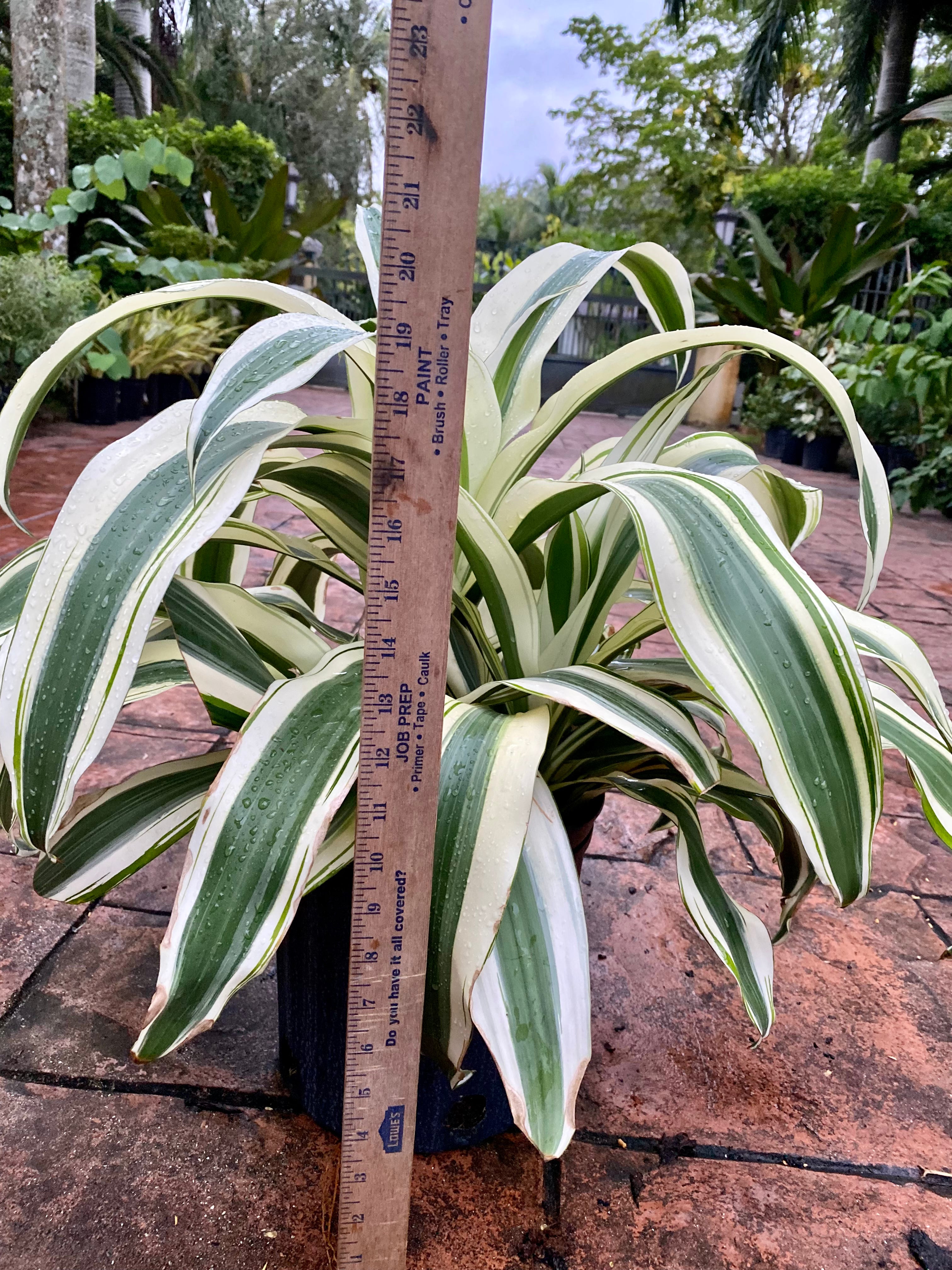 Dracaena White Aspen, 10” pot