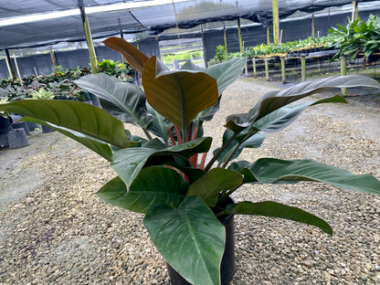 Philodendron Imperial Red, 10” pot