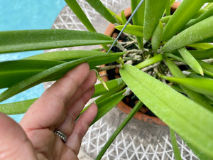 Brassavola nodosa in Thai orchid pot w/ hanger
