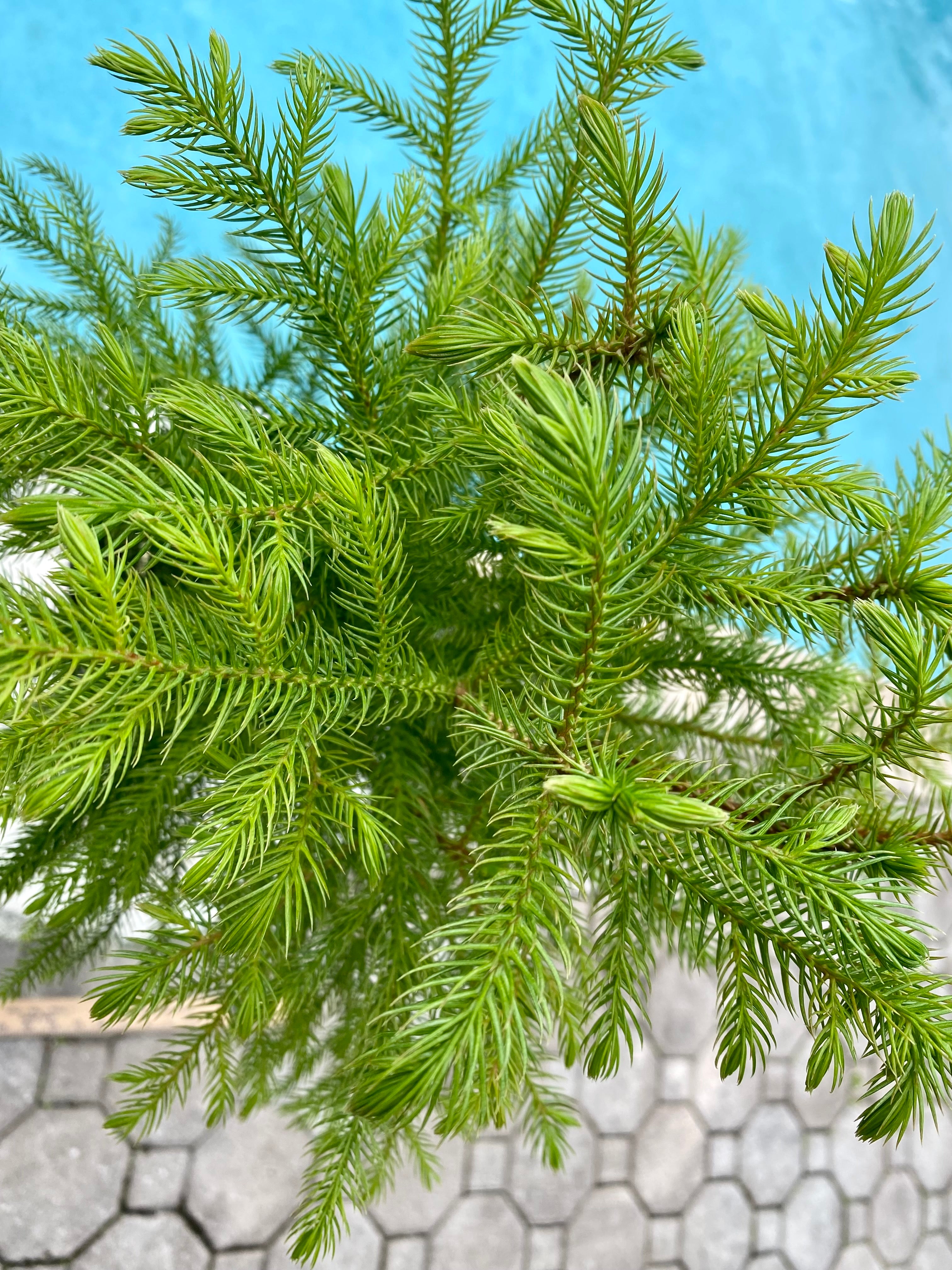 Norfolk Island Pine, 6” pot