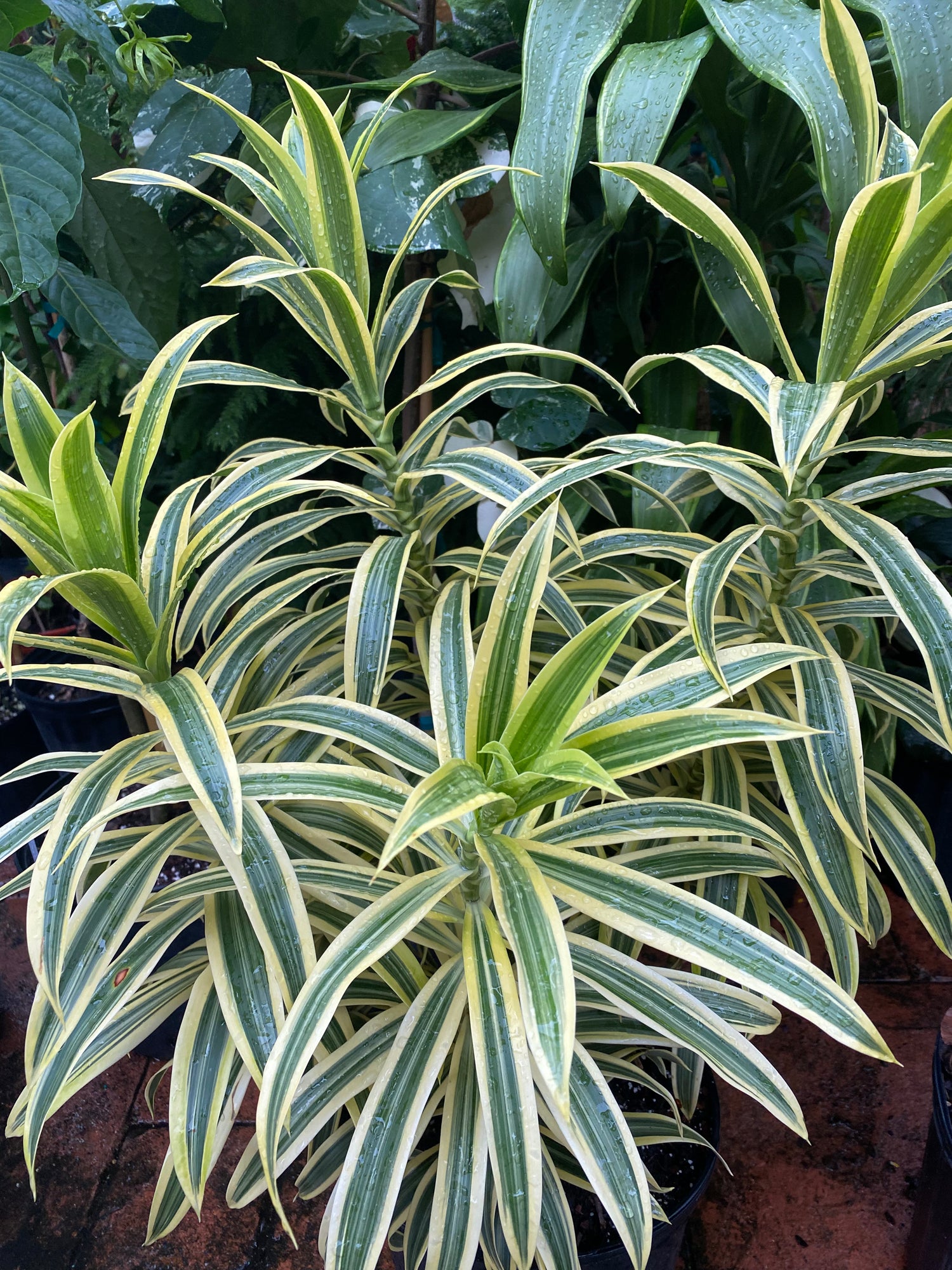 Dracaena Song of India, 8” pot