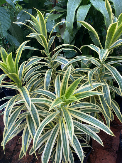 Dracaena Song of India, 8” pot
