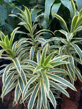 Load image into Gallery viewer, Dracaena Song of India, 8” pot