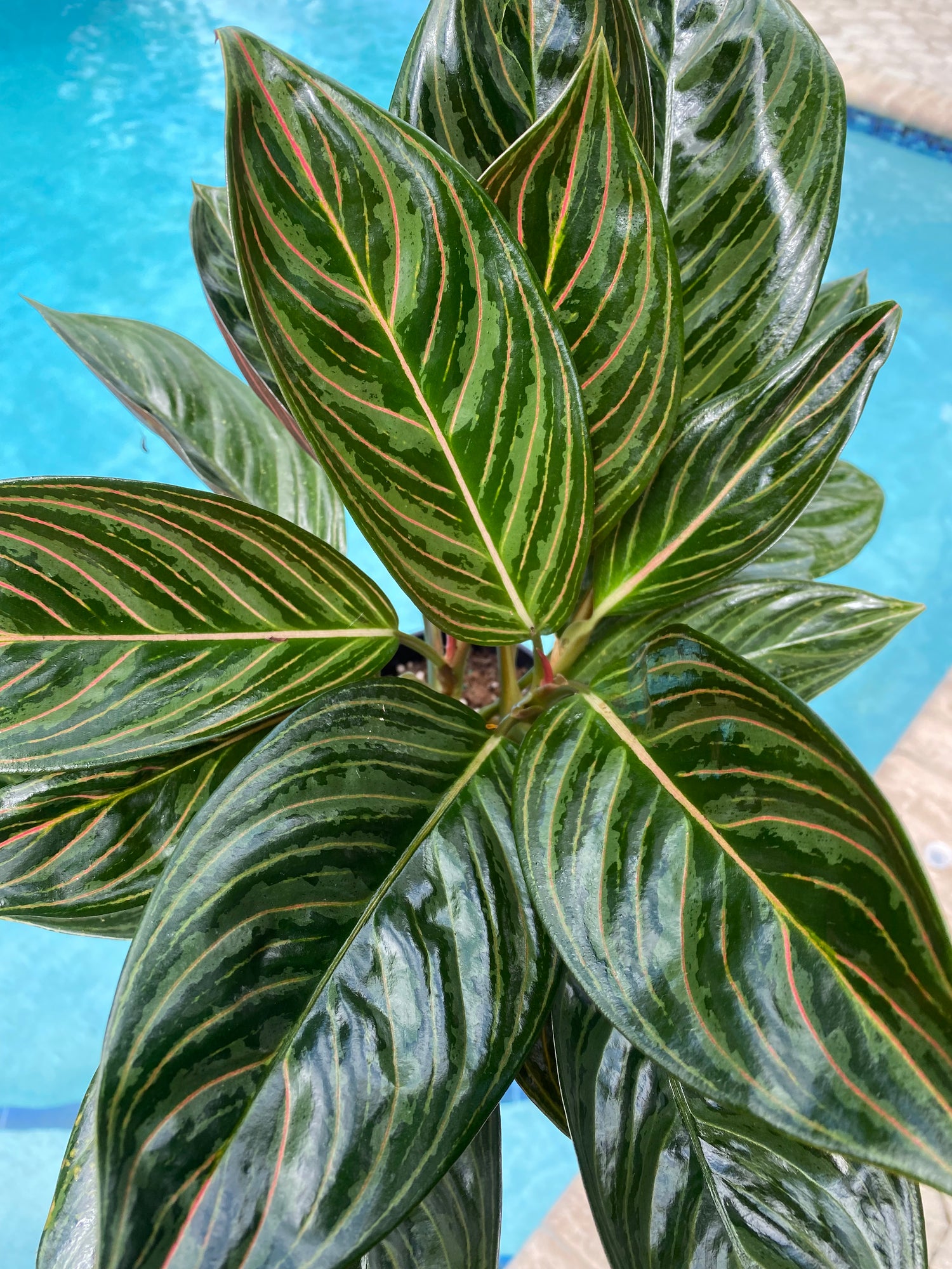 Aglaonema Chocolate, 5” pot