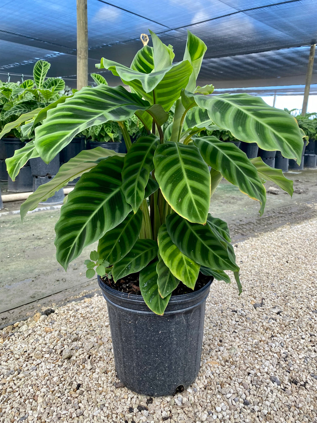 Calathea Zebrina, 8” pot
