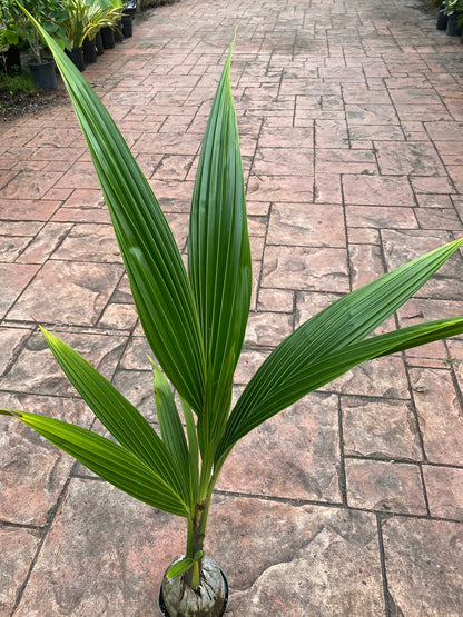 Malayan Coconut palm, 6" pot