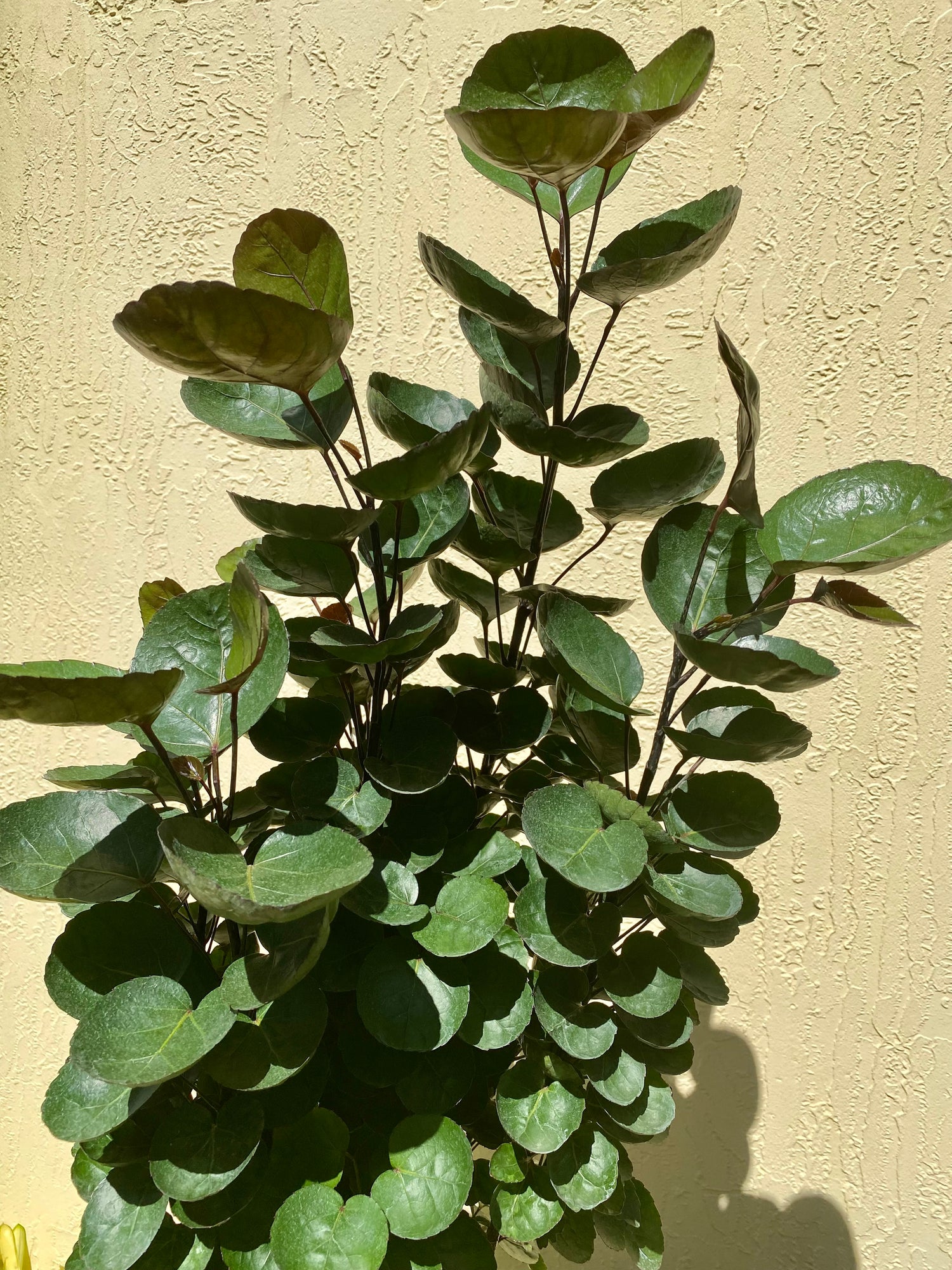 Aralia Fabian, 8” pot