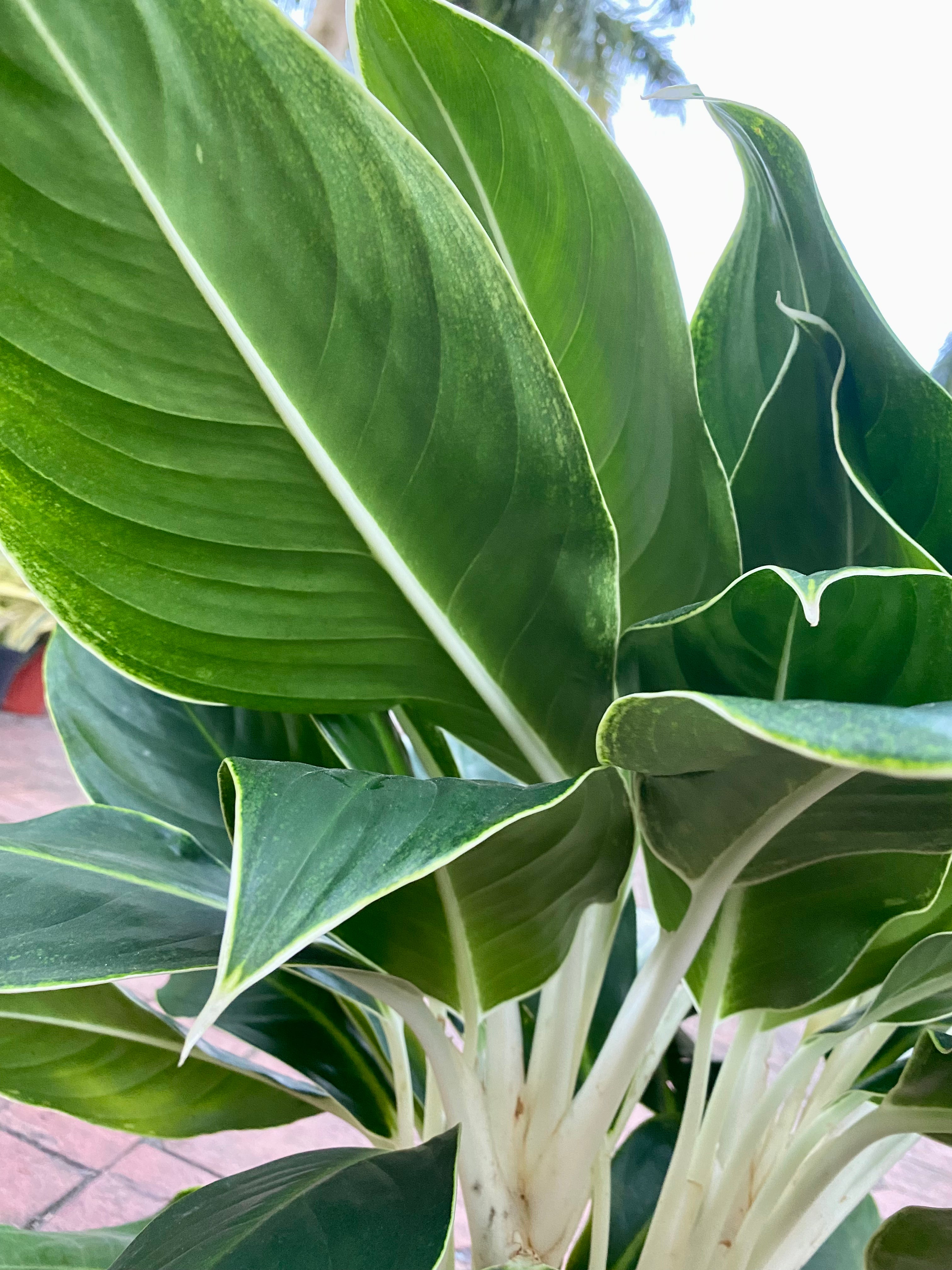 Aglaonema White Edge, 10&quot; pot