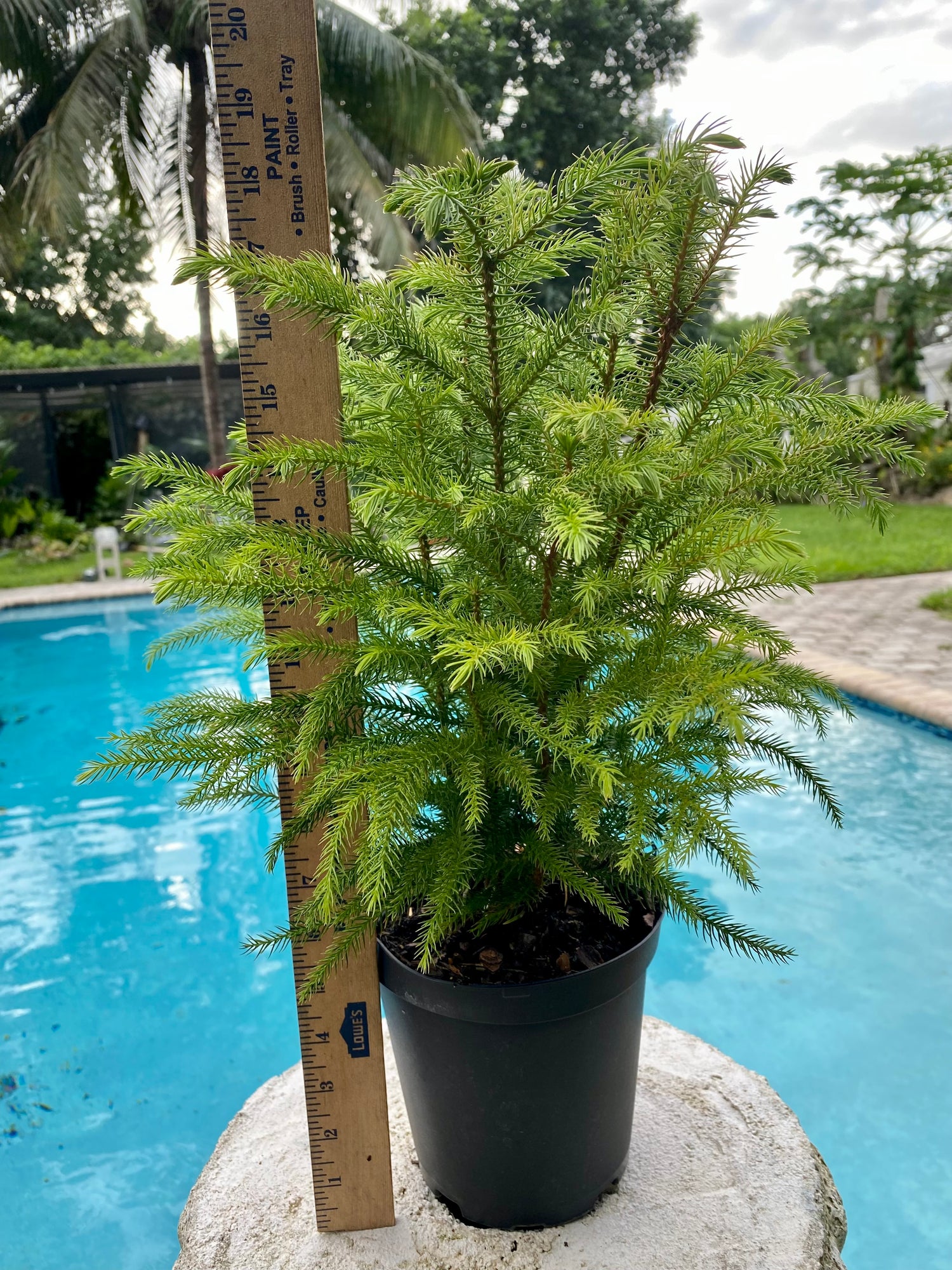Norfolk Island Pine, 6” pot