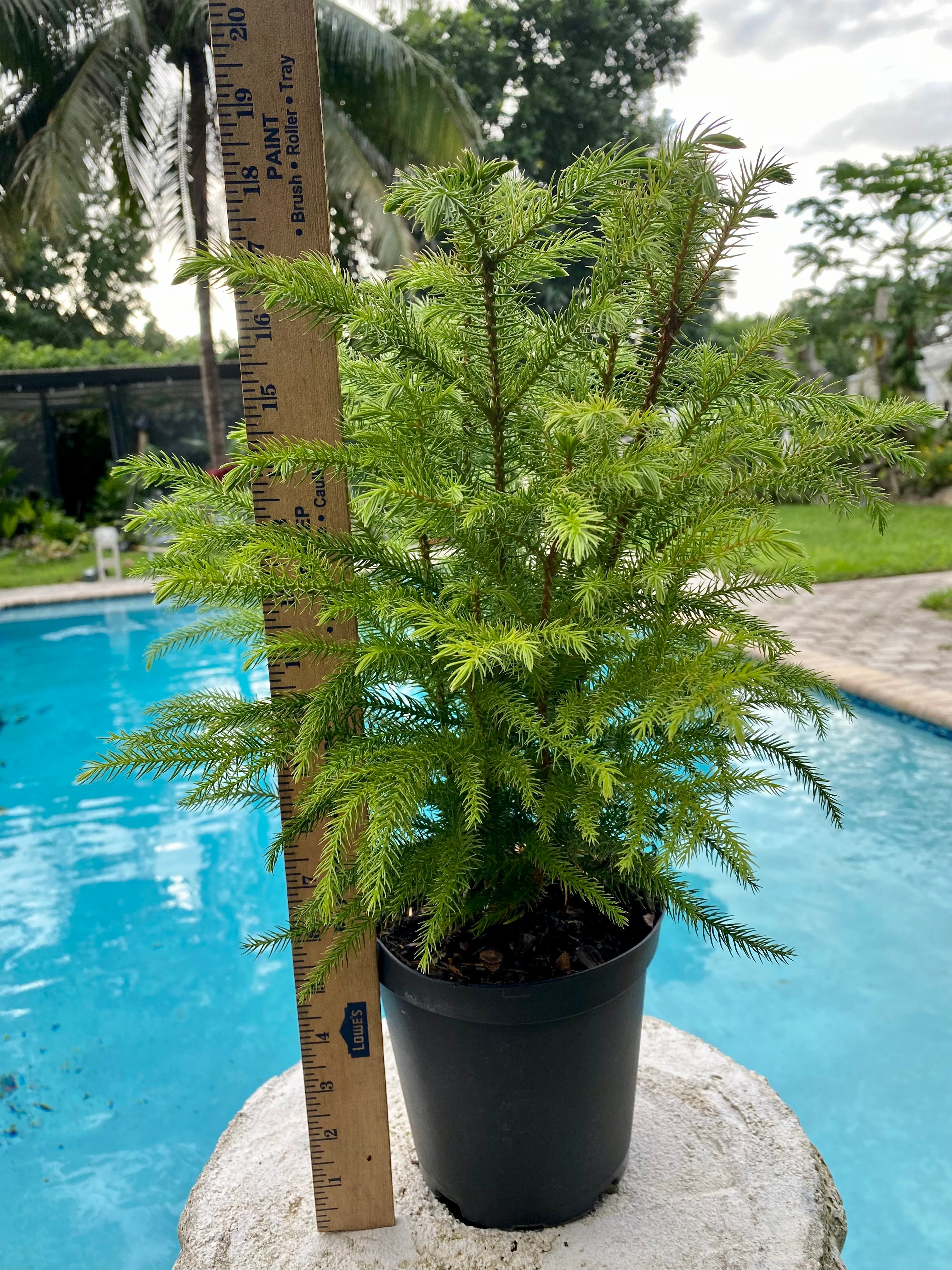 Norfolk Island Pine, 6” pot