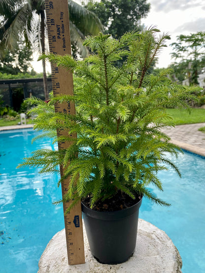 Norfolk Island Pine, 6” pot