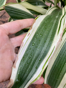 Dracaena White Aspen, 10” pot