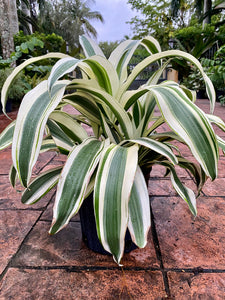 Dracaena White Aspen, 10” pot