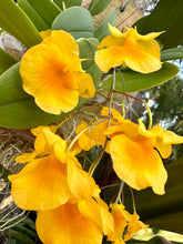 Load image into Gallery viewer, Dendrobium aggregatum on board