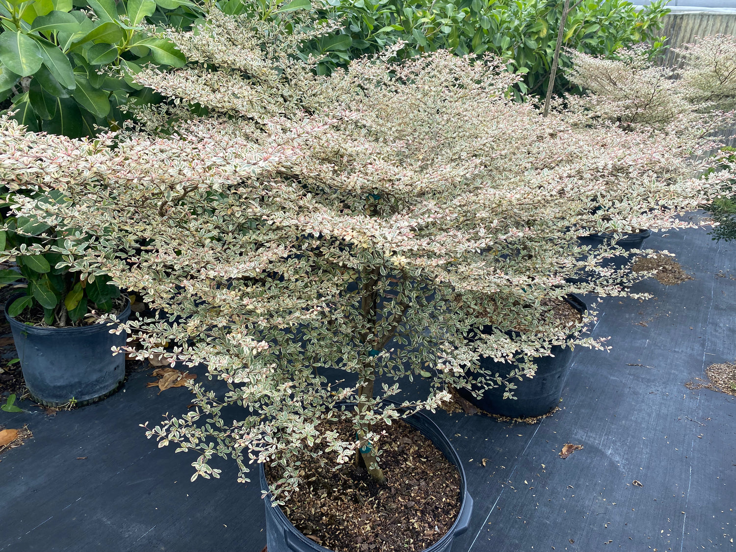 Variegated Terminalia Ivorensis, 25 G ONLY available in South Florida Delivery or Pick-Up