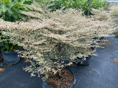 Variegated Terminalia Ivorensis, 25 G ONLY available in South Florida Delivery or Pick-Up