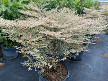 Load image into Gallery viewer, Variegated Terminalia Ivorensis, 25 G ONLY available in South Florida Delivery or Pick-Up