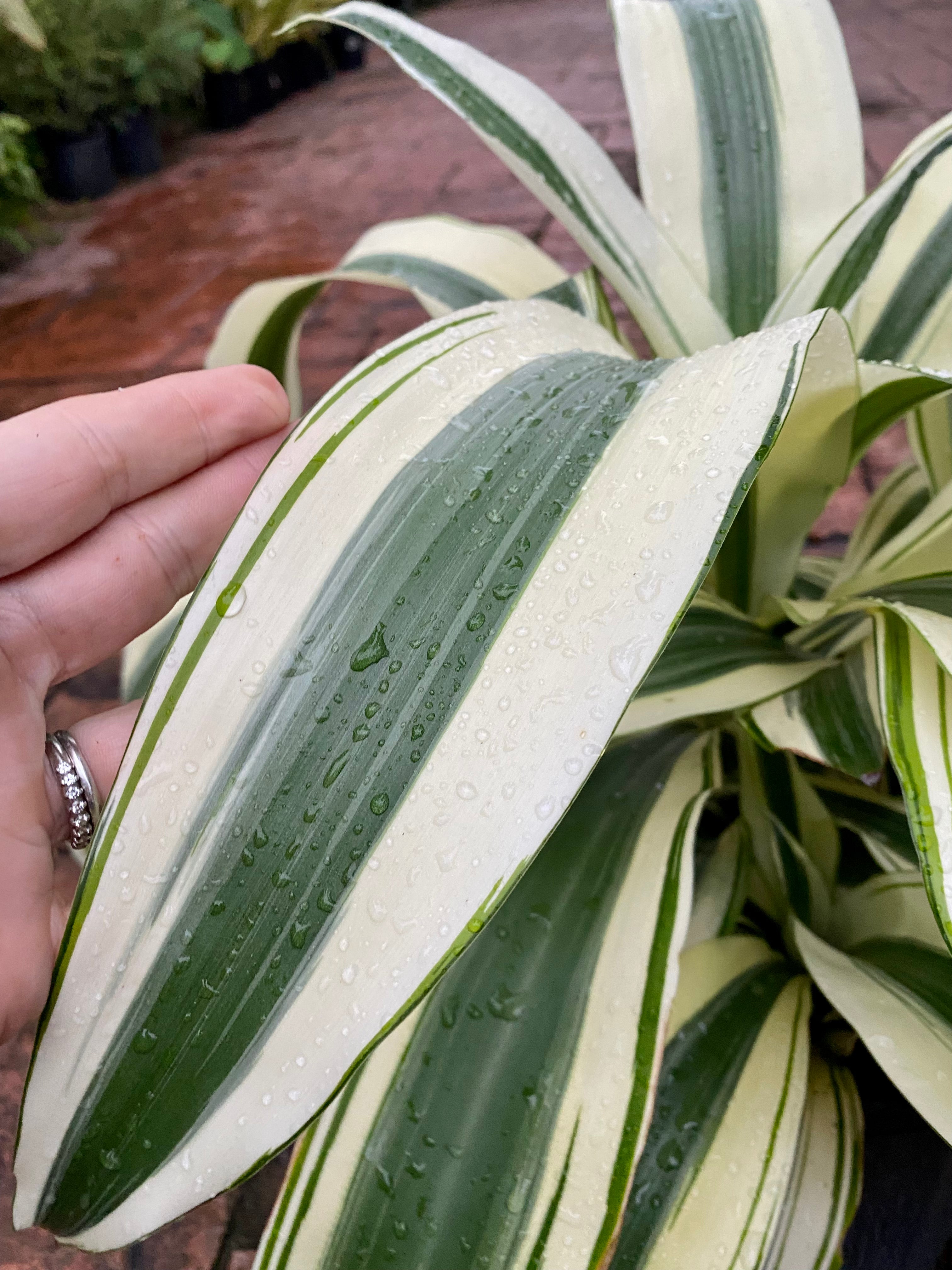 Dracaena White Aspen, 10” pot