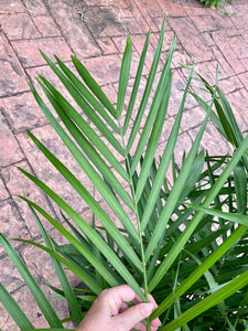 Bamboo palm, Chamaedorea seifrizii, 10” pot