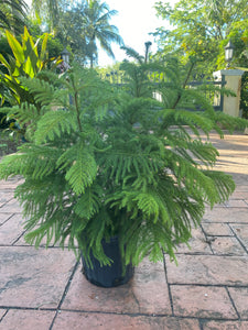 Norfolk Island pine, 10” pot