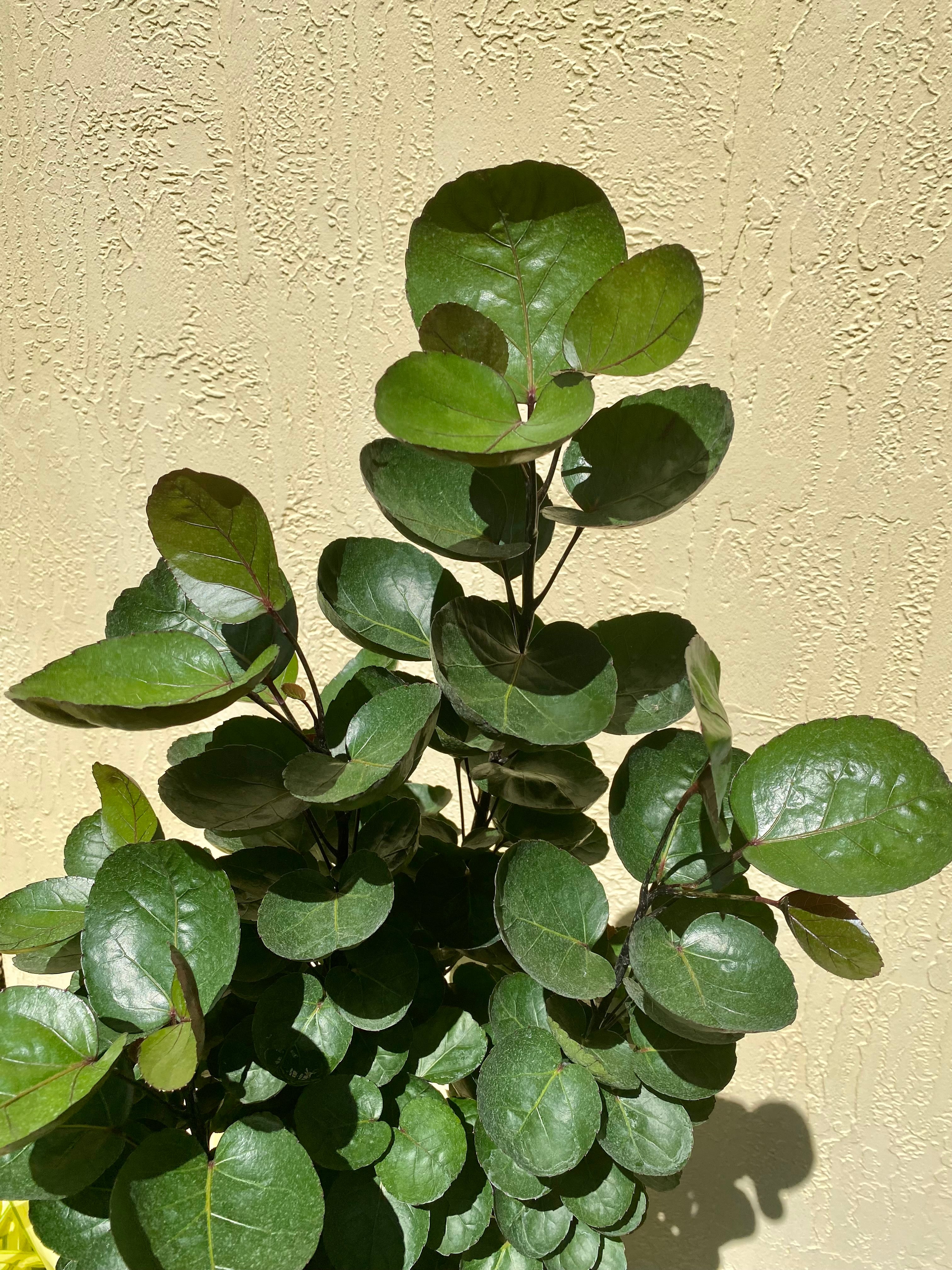 Aralia Fabian, 8” pot