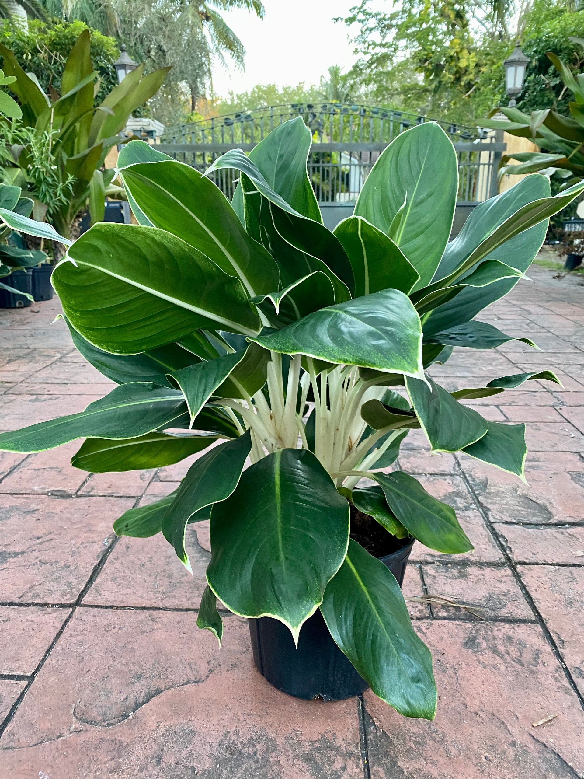 white stem aglaonema Aglaonema White Edge, 10" pot – Green Millennium