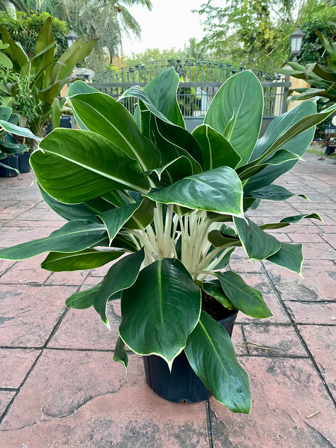 Aglaonema White Edge, 10&quot; pot
