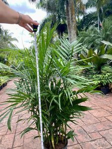 Bamboo palm, Chamaedorea seifrizii, 10” pot