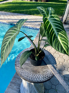 Xanthosoma Lindenii, Caladium Lindenii, 6” pot