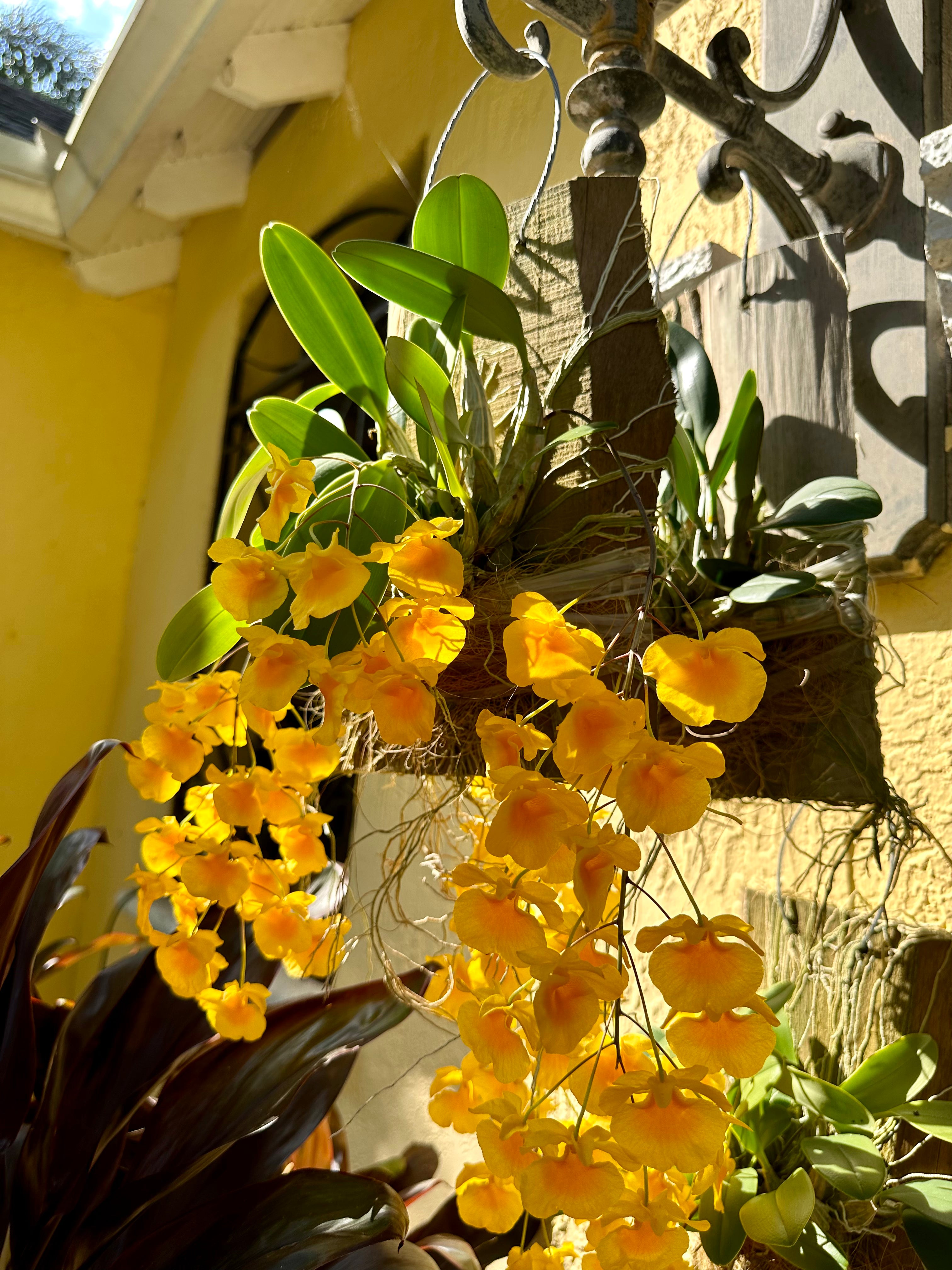 Dendrobium aggregatum on board