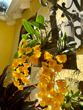 Load image into Gallery viewer, Dendrobium aggregatum on board